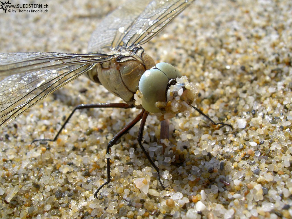 close up of a Dragonfly (PICT4087)